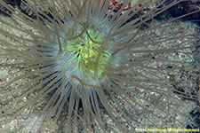 cerianthid